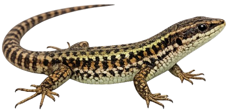 icon salamanquina andaluz